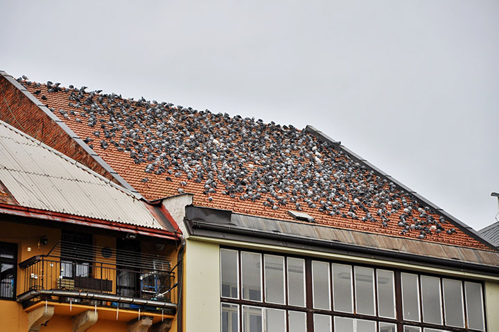 A2B Pest Control are able to install spikes to deter birds from roofs in Wantage.
