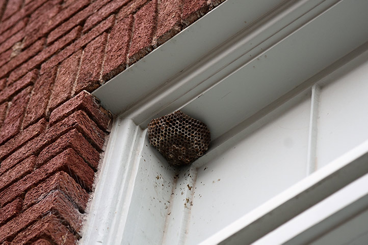 We provide a wasp nest removal service for domestic and commercial properties in Wantage.